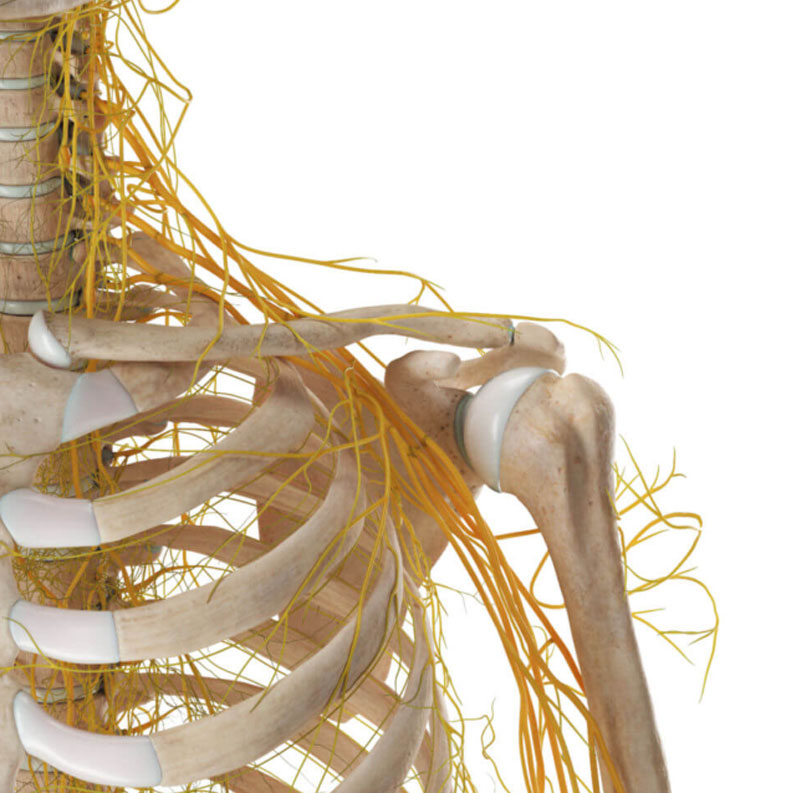 Anatomische Grundlagen für sicheres Shibari und Bondage